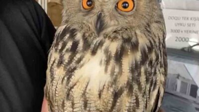 Elazığ’ın Karakoçan ilçesinde vatandaşlar tarafından yaralı halde bulunan puhu kuşu,