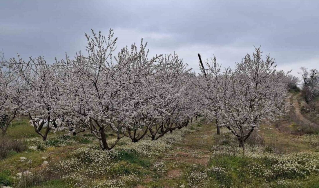 Manisa’da son günlerde mevsim normallerinin üzerinde seyreden hava sıcaklıkları, meyve