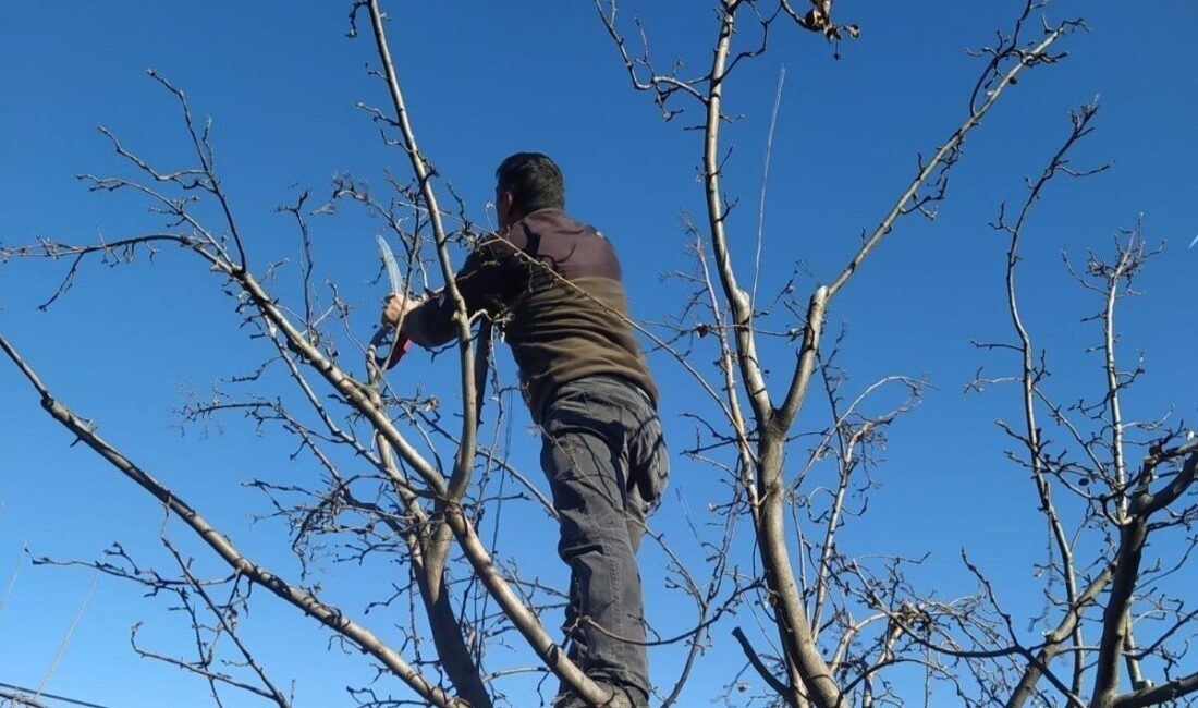 Erzincan’da havaların ısınması ve baharın gelmesi ile birlikte meyve bahçelerinde