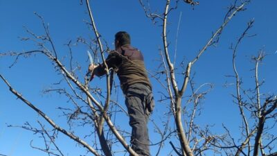Erzincan’da havaların ısınması ve baharın gelmesi ile birlikte meyve bahçelerinde