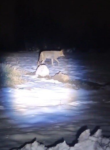 Erzincan’da etkili olan kar yağışı sonrası yiyecek bulmakta zorlanan kurt,