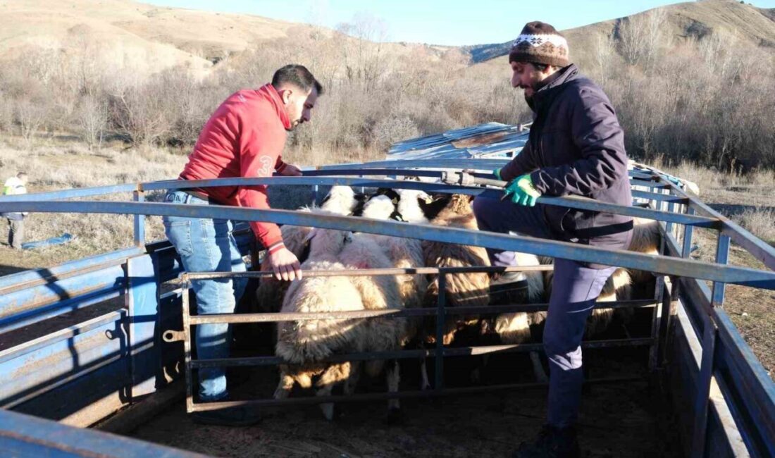 Erzincan’da kışın zorlu şartlarını geride bırakan besiciler, havaların ısınmasıyla birlikte
