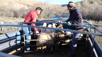 Erzincan’da kışın zorlu şartlarını geride bırakan besiciler, havaların ısınmasıyla birlikte