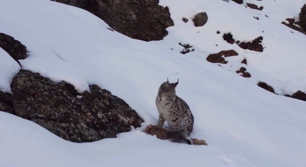 Erzincan’ın Refahiye ilçesinde, nesli tükenme tehlikesi altında bulunan vaşak, avladığı