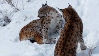 Erzincan’da nesli tükenme tehlikesindeki iki vaşak Keşiş Dağı kırsalında görüntülendi.