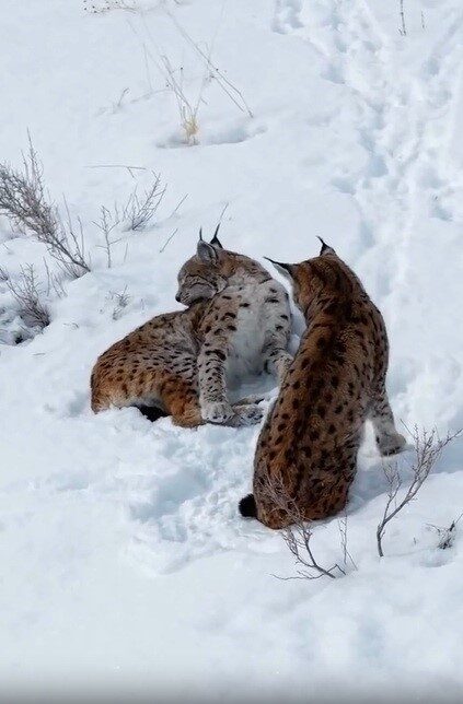 Erzincan’da nesli tükenme tehlikesindeki iki vaşak Keşiş Dağı kırsalında görüntülendi.