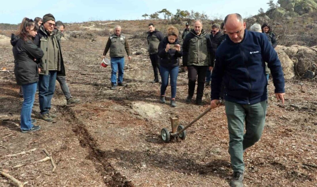 Eskişehir’in Seyitgazi ilçesin Fethiye mahallesi yakınlarında geçen yıl çıkan orman