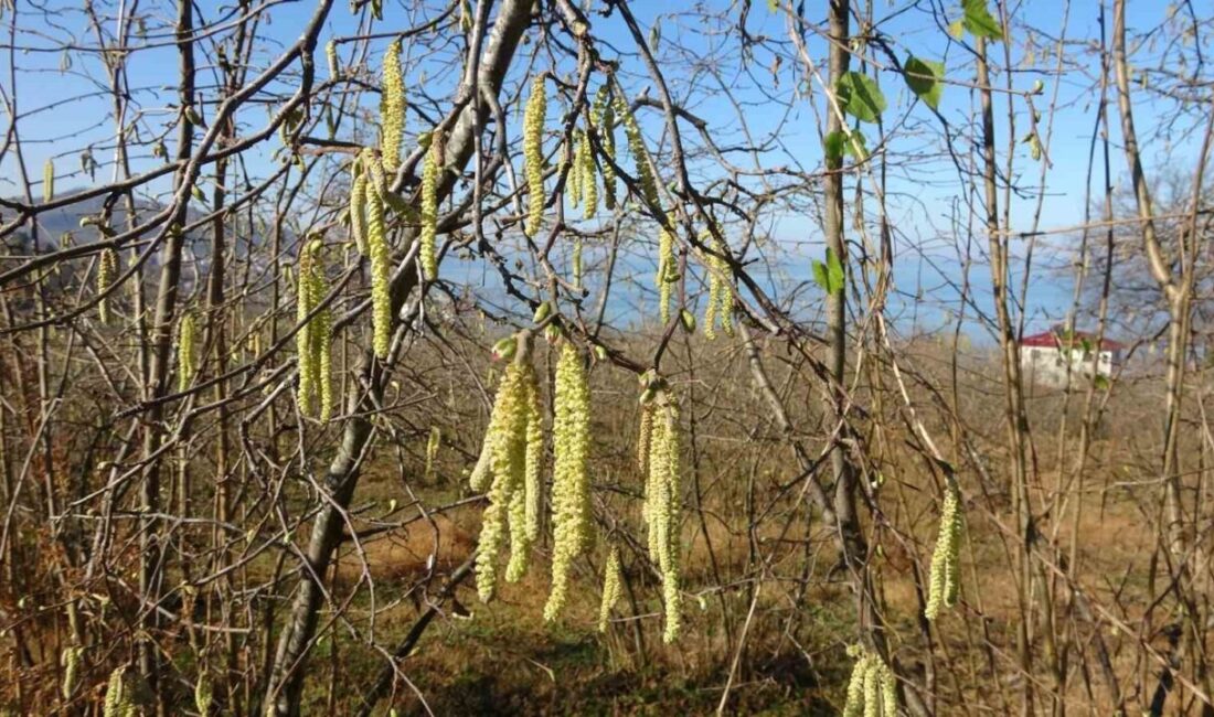 Giresun Üniversitesi Fındık İhtisaslaşma Koordinatörü Ali Turan, fındık üretiminde komşudan