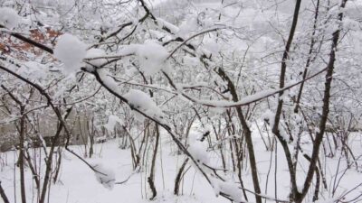 Giresun Üniversitesi Fındık İhtisaslaşma Koordinatörü Doç. Dr. Ali Turan, mart