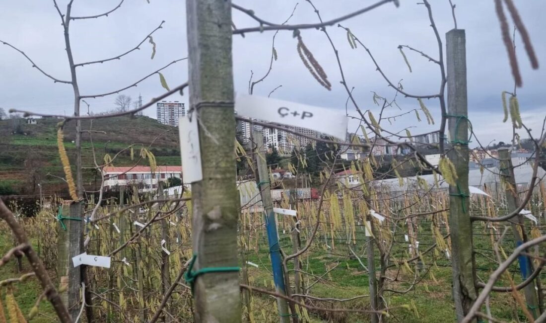 Fındık üretiminde verim kaybına yol açan zararlılar arasında yer alan