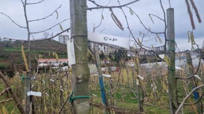 Fındık üretiminde verim kaybına yol açan zararlılar arasında yer alan