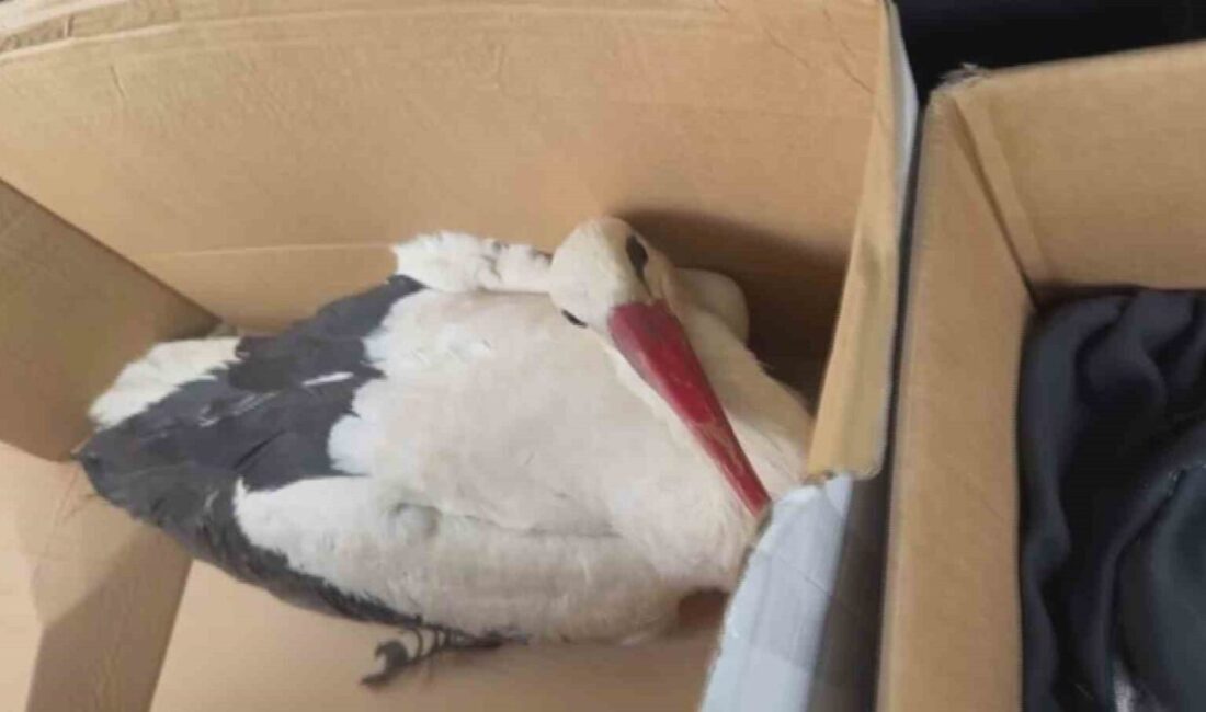 Hatay’da göç ettikleri esnada av tüfeğiyle vurularak yaralanan 2 leylek,