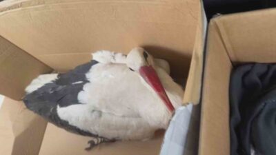 Hatay’da göç ettikleri esnada av tüfeğiyle vurularak yaralanan 2 leylek,