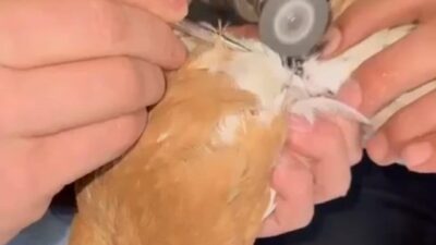 Batman’da ayağına demir bilezik dolanan ve hareket etmekte güçlük çeken