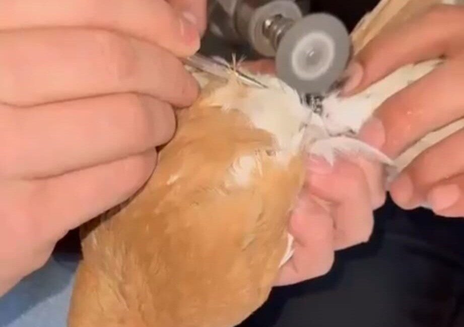 Batman’da ayağına demir bilezik dolanan ve hareket etmekte güçlük çeken