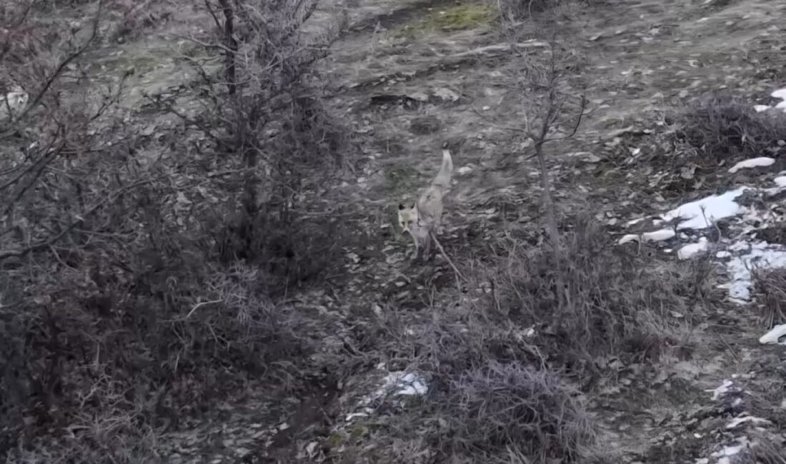 Muş’un Hasköy ilçesinde dağ yamacında ilerleyen iki tilki, dron kamerasına
