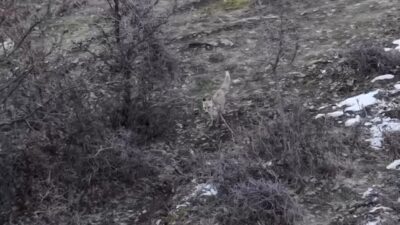 Muş’un Hasköy ilçesinde dağ yamacında ilerleyen iki tilki, dron kamerasına