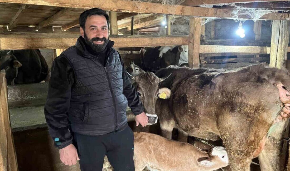 Artvin’de bir çiftlikte, doğumda sorun yaşayan buzağılar çocuklar için kullanılan