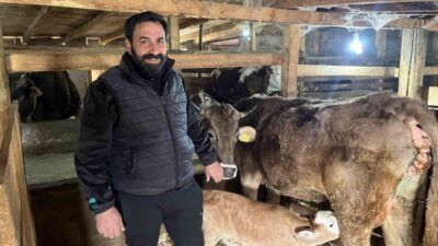 Artvin’de bir çiftlikte, doğumda sorun yaşayan buzağılar çocuklar için kullanılan