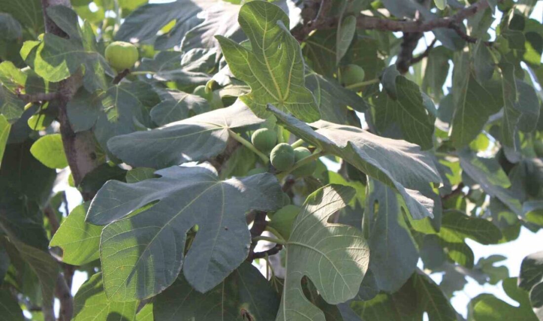 Aydın’ın sembol ürünlerinden olan incir üretiminde tarım ile güneş enerjisini