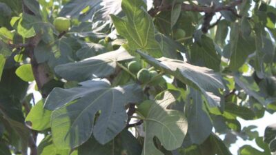 Aydın’ın sembol ürünlerinden olan incir üretiminde tarım ile güneş enerjisini