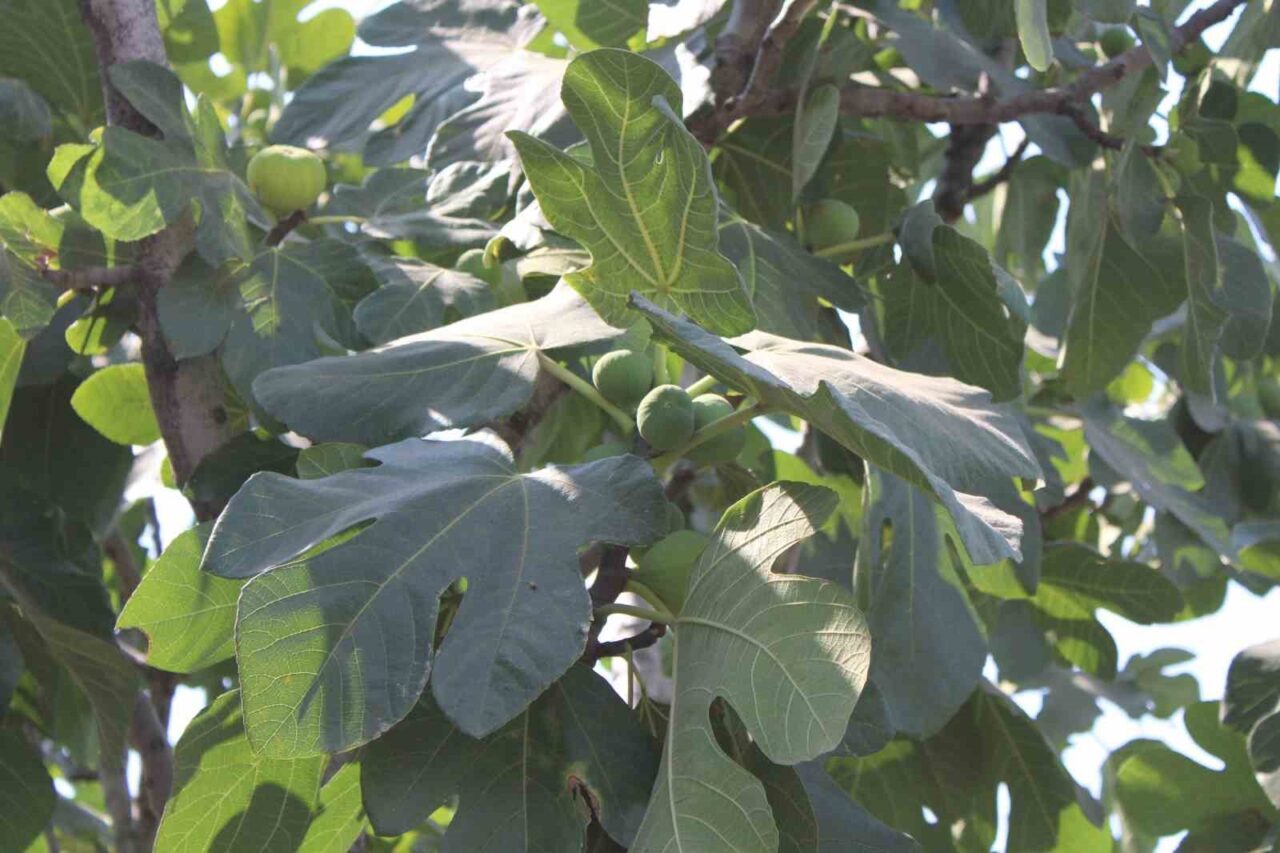 Aydın’ın sembol ürünlerinden olan incir üretiminde tarım ile güneş enerjisini