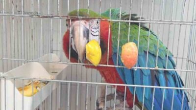 Edirne’nin İpsala Sınır Kapısından yurda izinsiz şekilde sokulmak istenen 3