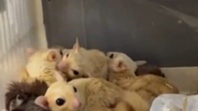 Isparta’da yasa dışı yaban hayvanı ticaretine yönelik yapılan operasyonda 33