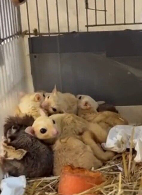 Isparta’da yasa dışı yaban hayvanı ticaretine yönelik yapılan operasyonda 33