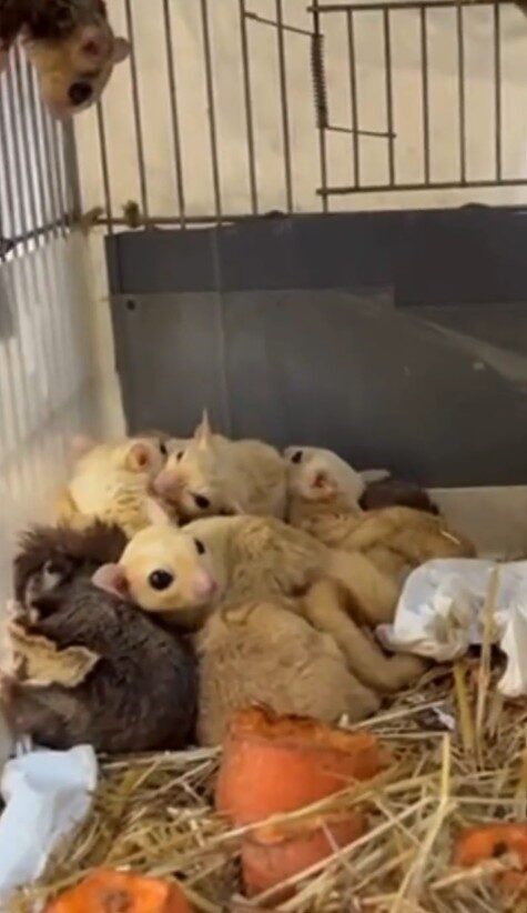 Isparta’da yasa dışı yaban hayvanı ticaretine yönelik yapılan operasyonda 33