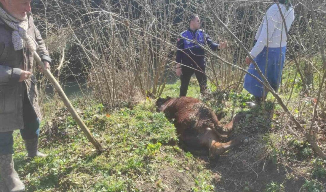 Samsun’un Terme Belediyesi zabıta ekipleri, görev güzergahları üzerinde tesadüfen fark