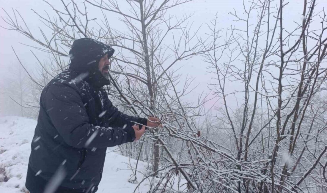 Ordu’nun Fatsa ilçesinde etkili olan kar yağışı, fındık üreticilerini tedirgin