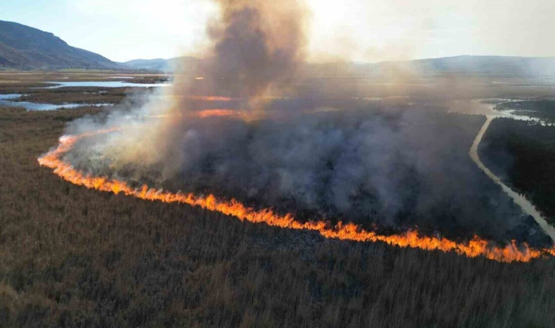 Afyonkarahisar’da Karamık Gölü’nde suların çekildiği bölgelerdeki adacıklar da çıkan kamış