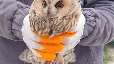 Konya’nın Karapınar ilçesinde ayakları kırık halde bulunan uzun kulaklı baykuş