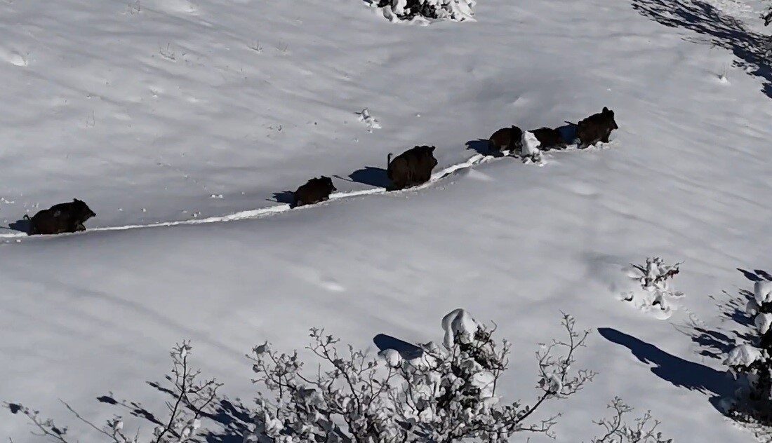 Erzincan’da karlı arazide ilerleyen yaban domuzu sürüsü, havadan görüntülendi. Ortaya