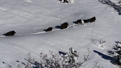 Erzincan’da karlı arazide ilerleyen yaban domuzu sürüsü, havadan görüntülendi. Ortaya