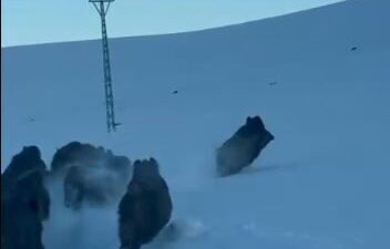 Ardahan’da karlı kaplı köy yolunda domuz sürüsü görüntülendi. Merkeze bağlı