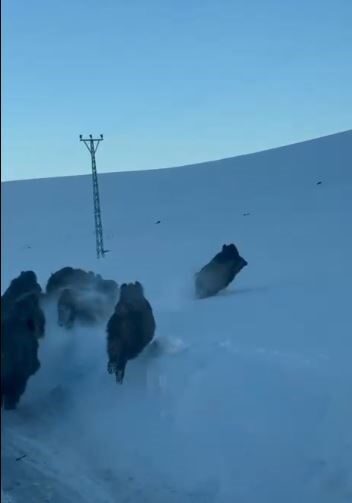 Ardahan’da karlı kaplı köy yolunda domuz sürüsü görüntülendi. Merkeze bağlı