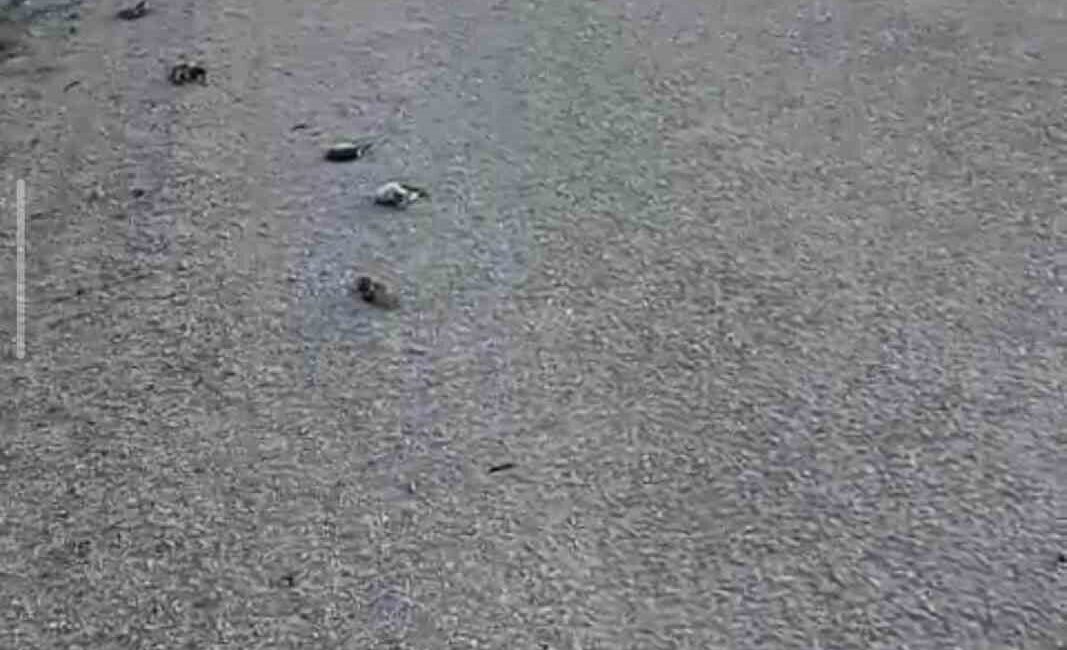 Kastamonu’nun Devrekani ilçesinde yol üzerinde onlarca kuş telef olmuş halde