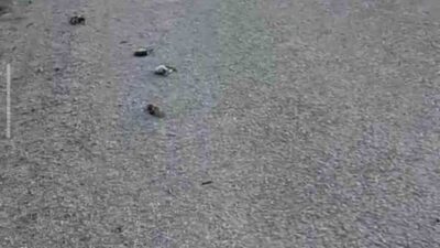 Kastamonu’nun Devrekani ilçesinde yol üzerinde onlarca kuş telef olmuş halde