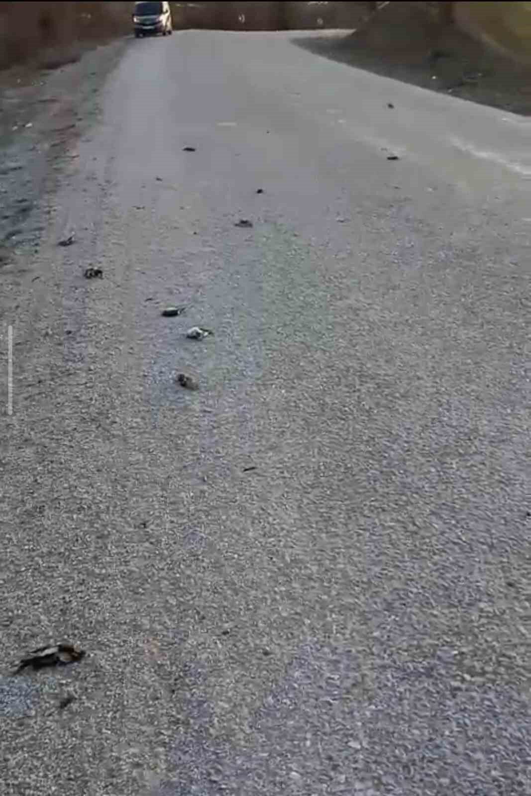 Kastamonu’nun Devrekani ilçesinde yol üzerinde onlarca kuş telef olmuş halde