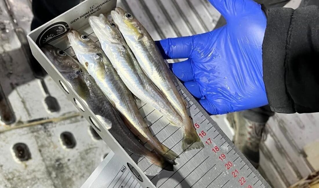 Kırklareli’nde su ürünleri nakil araçlarına yönelik denetimlerde balıkların boyları tek