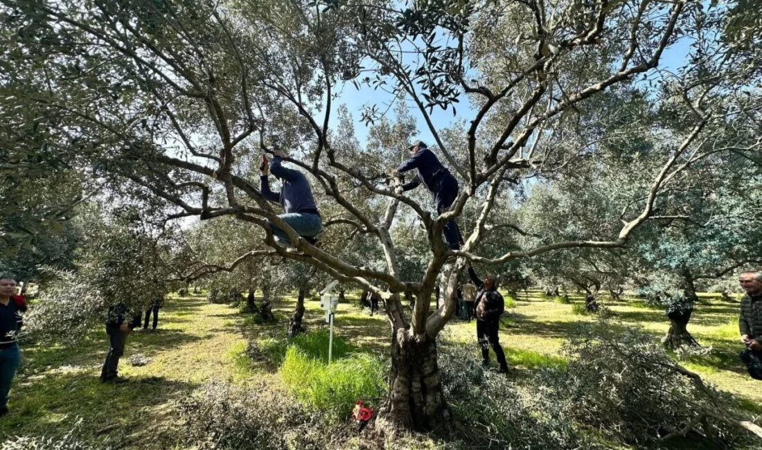 Aydın’ın Koçarlı ilçesinde üreticiler, ilçe tarım müdürlüğü koordinesinde düzenlenen teknik