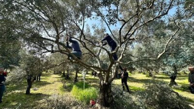 Aydın’ın Koçarlı ilçesinde üreticiler, ilçe tarım müdürlüğü koordinesinde düzenlenen teknik