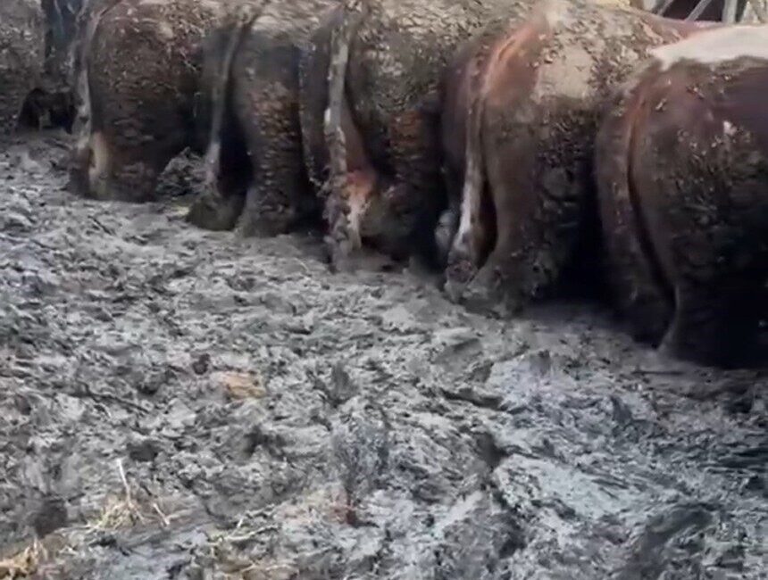 Konya’da bir hayvancılık işletmesinde çekildiği iddia edilen ve hayvanların bulunduğu