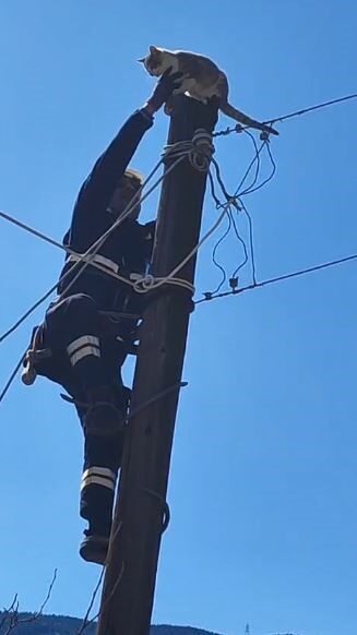 Artvin’in Şavşat ilçesinde köpeklerden korkarak elektrik direğine çıkan ve saatlerce