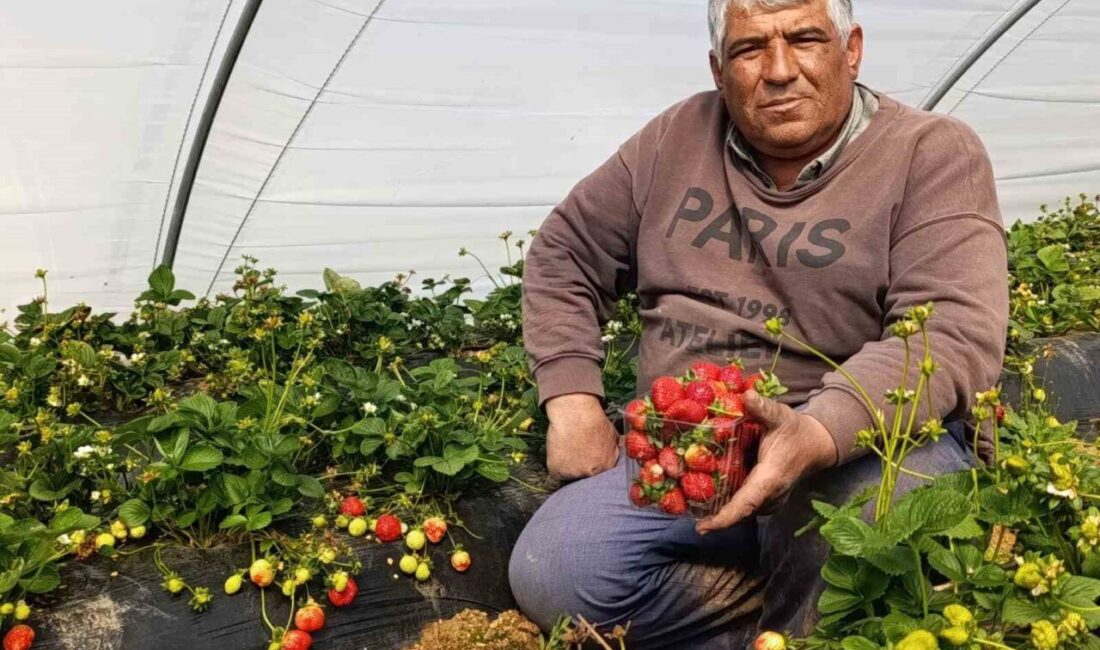 Manisa’nın tescilli Köprübaşı çileği, dört mevsim süren hasadıyla hem üreticinin