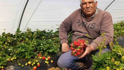 Manisa’nın tescilli Köprübaşı çileği, dört mevsim süren hasadıyla hem üreticinin