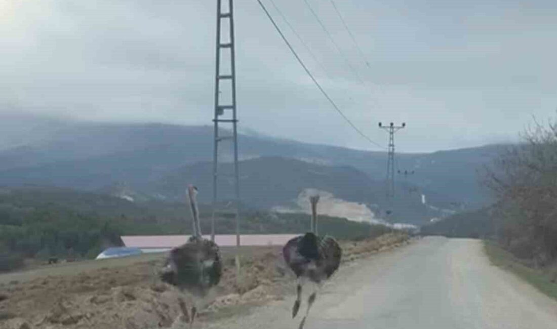 Karabük’te köy yolunda koşan iki deve kuşu cep telefonu kamerasıyla