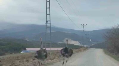 Karabük’te köy yolunda koşan iki deve kuşu cep telefonu kamerasıyla